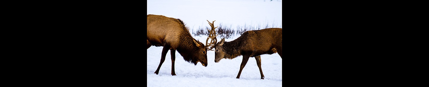 Animal Birds And Nature Photography