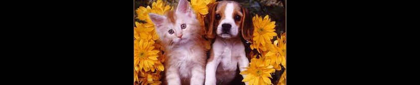 Ginger Cats & Ginger Dogs
