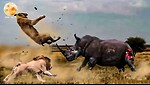 Animals Fighting Videos | Africa Animals Running Together Afraid.**