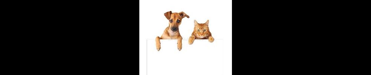 Paws & Playful Whiskers: Cats and Dogs Delight"