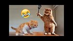 Funny Dogs and Funny Cats - Hilarious Compilation