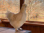 Raising Chickens on the Homestead