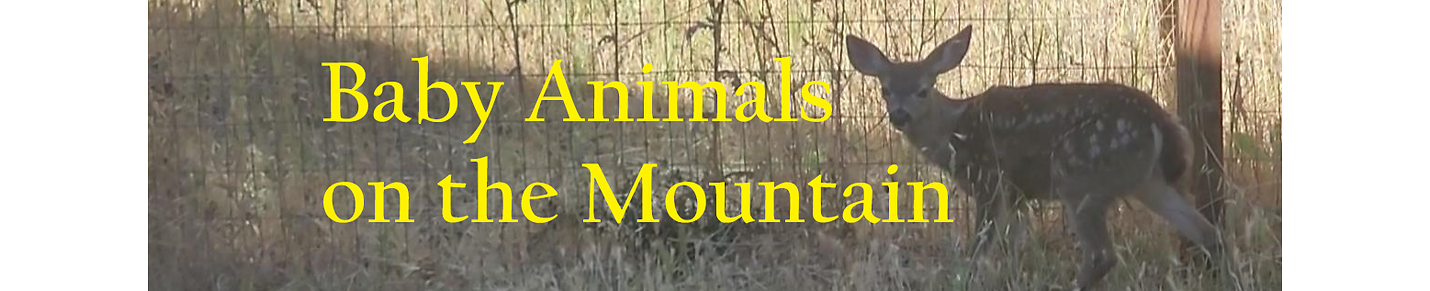 Baby Animals on the Mountain