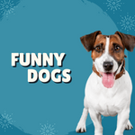 Funny Dogs