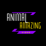 Now Animal Amazing Dogs And Cats - Best Funny Animal Videos