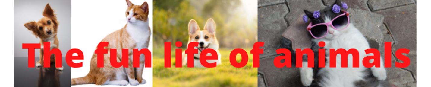 The fun life of animals