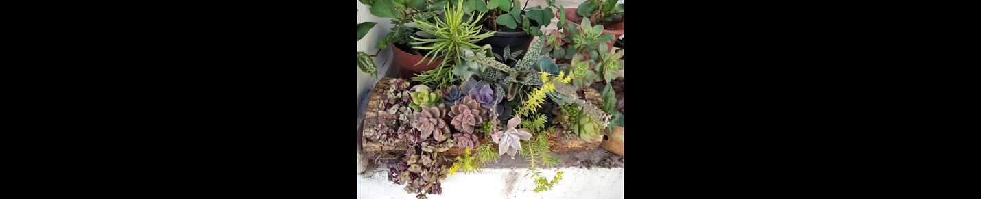 plants and succulents