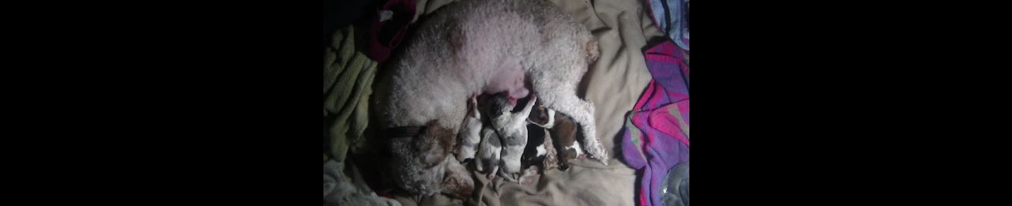 Cavapoo Puppies