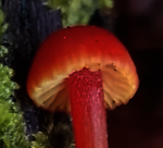 Find In Nature, mycology and fungi