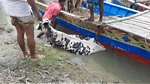 Animal uploading or downloading in bd popular cow merket