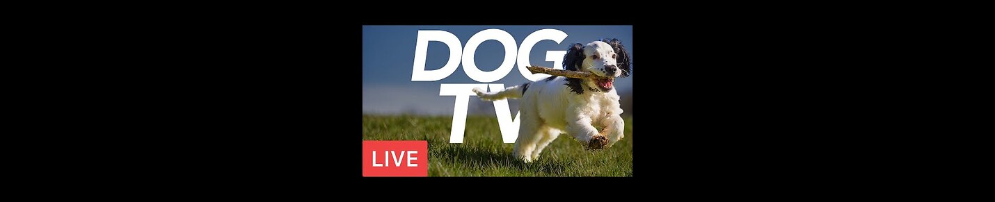 Exciting LIVE Dog TV - Relax Your Dog with Interactive Footage! (24/7)