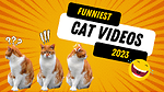 Funny Animal Videos