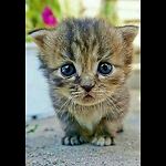 I'm a cute little kitten, I want views and subscribers from you