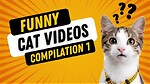 Dog and cat funny video