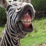 Animal Giggle Factory - Laugh Out Loud with Funny Animals - Hilarious Moments Caught on Camera