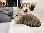 Cat and dog video