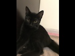 Awesome cat video channel