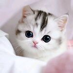 Cute Cats Baby