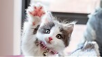 funny cats and dog videos