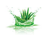 The Miracle Plant | Passionate About Aloe Vera