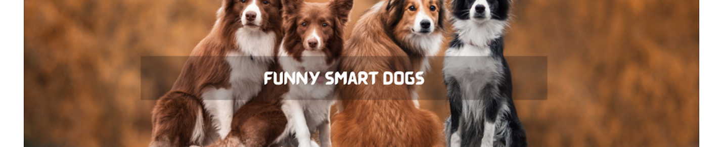 Funny Smart Dogs