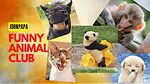 Funny Animal Club