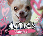 Antics & fannys Animals