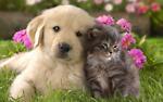 CUTE CAT & DOG