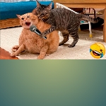 Funnyanimalscat&dog