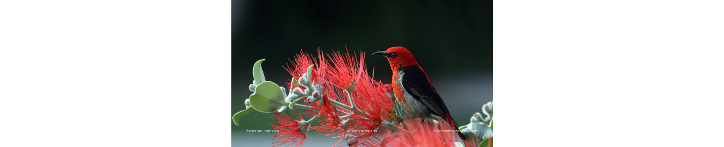 Wild animals and birds.