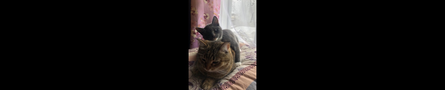 Masya and Bonya Cute kitties