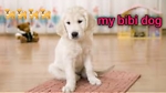 Baby Dogs 🔴 Cute and Funny Dog Videos Compilation