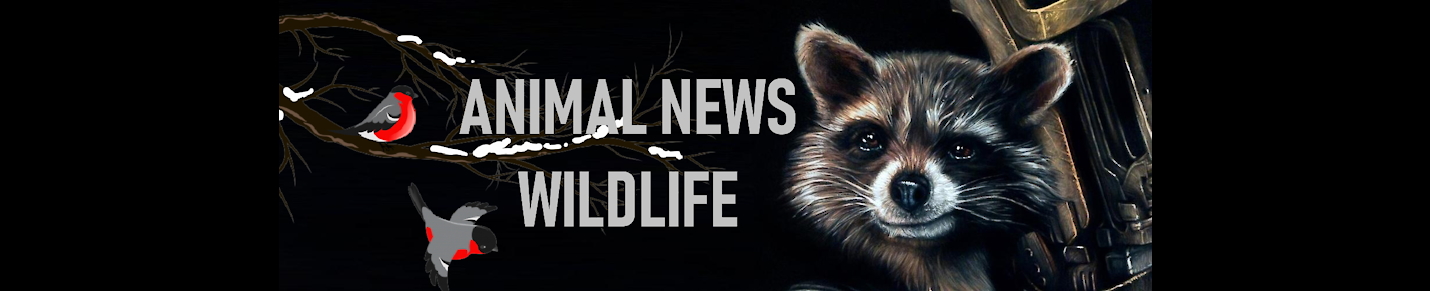 ANIMAL NEWS