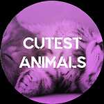 Cutest Animals