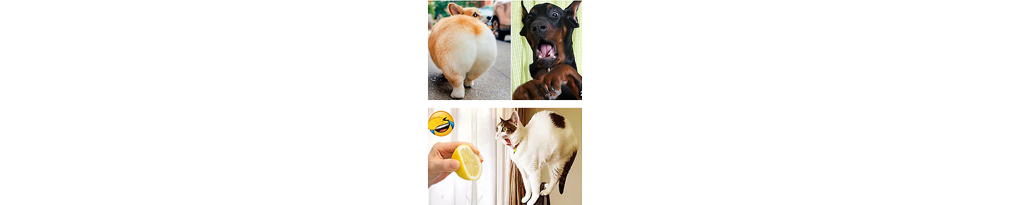 Funniest animals Reaction videos 🤣 🤣🤣