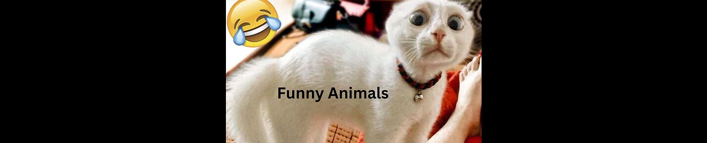 Funny Animal Videos 2023