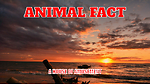 ANIMAL FACT