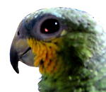 ParrotBird
