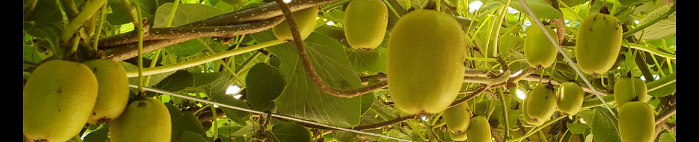 Growing Kiwifruit in the backyard