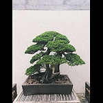 Bonsai Art