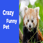 Funny Pets