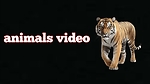 animals video