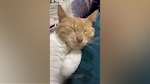 Aww😂😂 Cats Cute Reaction- Super Pets Videos| MEOW