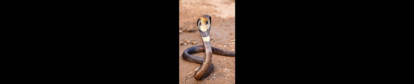 Snake video and snaker