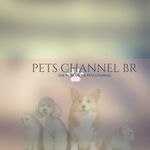 PETS CHANNEL BR
