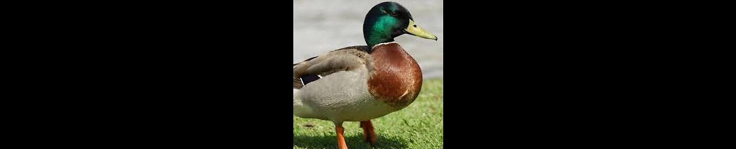 Duckybahi