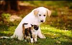 dog ,cat,funy video,and baby video,all video