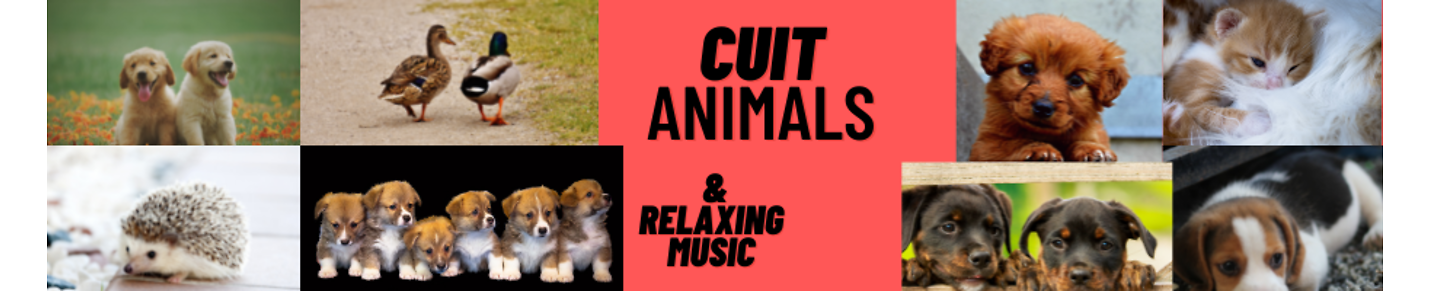 Music relaxing & cute animals