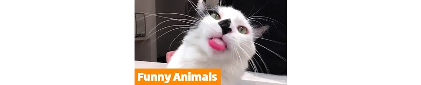 The Funny Animals