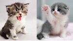 Baby Cats - Cute and Funny Baby Cat